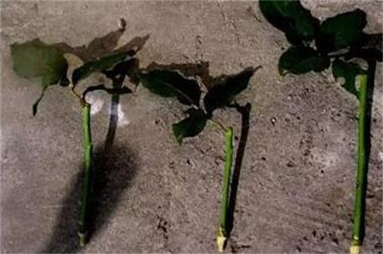 紫罗兰怎样扦插繁殖？可以选择枝插和叶插