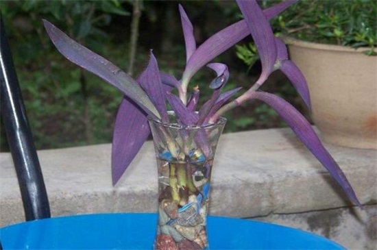 紫罗兰怎么水养 从基部摘取10～15cm的健壮枝条