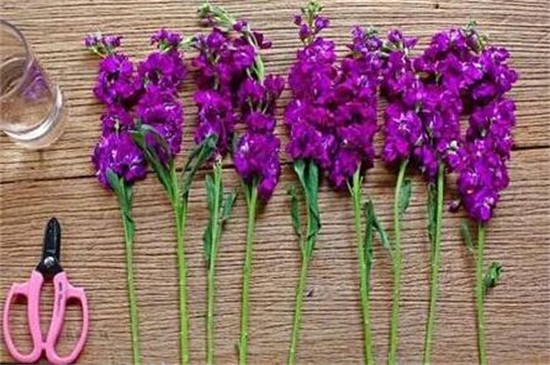 紫罗兰怎么水养 从基部摘取10～15cm的健壮枝条