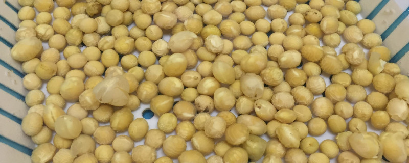 金枝玉叶的自制肥料，可以用黄豆水制做或是牛粪制作