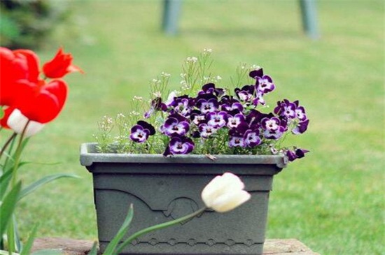 紫罗兰种子怎么种 选取单瓣花成熟的种子