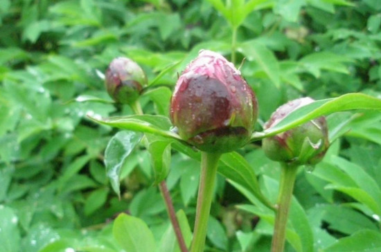 牡丹花花苞开花要多久 大概需要半个月左右