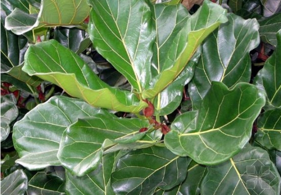 琴叶榕繁殖要点，选好健壮的半木质化的枝条
