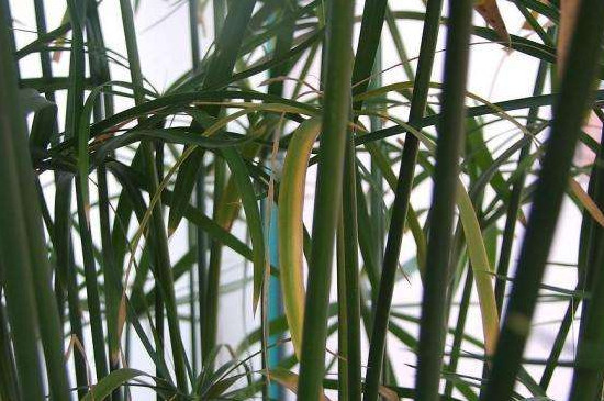 凤尾竹需要叶子喷水吗 有利于凤尾竹进行光合作用