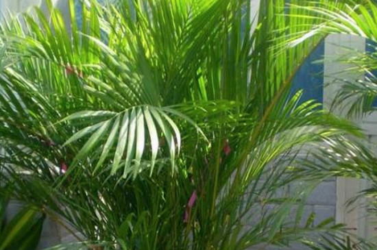 凤尾竹为什么出现干叶 可能是缺少水分或光照过强导致