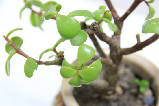 金枝玉叶缺水的症状，植株整体打蔫