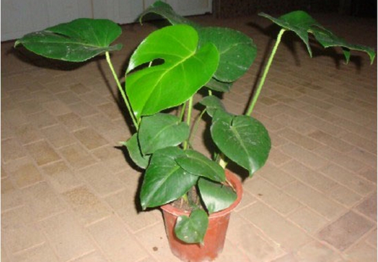 龟背竹能否长期放在室内培养 最好放在靠窗口通风处