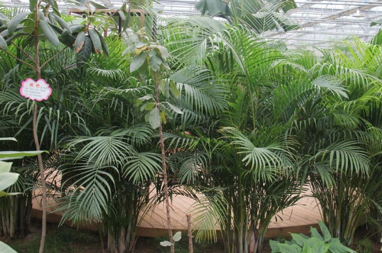 凤尾竹为什么出现干叶 可能是缺少水分或光照过强导致
