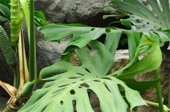 龟背竹叶子发黄怎么办？可能是土壤通透性不好或是缺乏养分