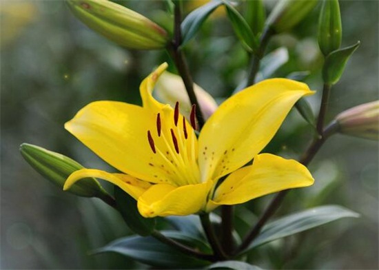 百合花开花后怎么处理，在早晨或傍晚修剪