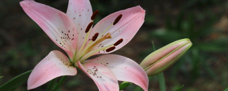 如何让百合花多头？在每年的秋季更换一次土壤