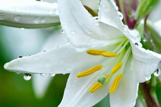 如何让百合花多头？在每年的秋季更换一次土壤