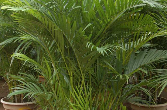 凤尾竹为什么长不高 可能是光照不足或缺少肥料导致的