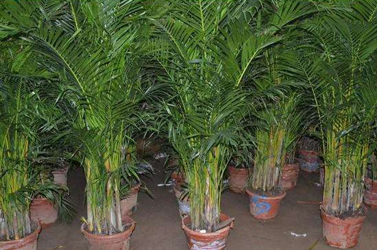 凤尾竹需要什么肥料 一般是以有机肥为主
