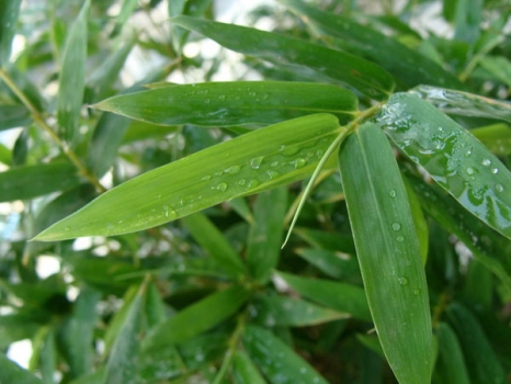 凤尾竹叶子干枯 由不同的原因引起