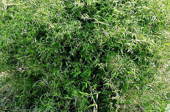 凤尾竹需要什么肥料 一般是以有机肥为主