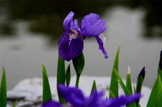紫罗兰的养殖方法和注意事项，给紫罗兰充足光照