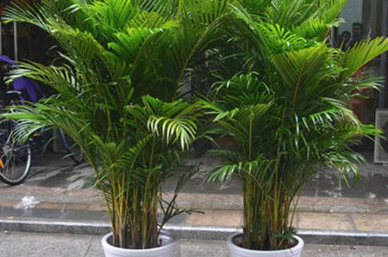 凤尾竹养殖方法六大要技，喜欢在疏松、肥沃的酸性土