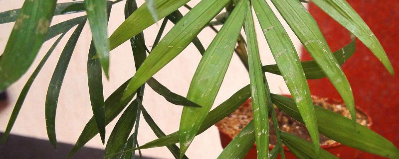 凤尾竹叶子粘粘是什么原因？可能是感染了蚜虫