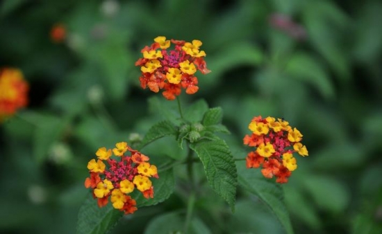 五色梅什么季节开 在每年的夏季一直持续到秋季