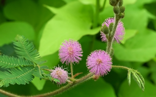 18种不宜在室内摆放的植物 这些花是不合适摆在室内的