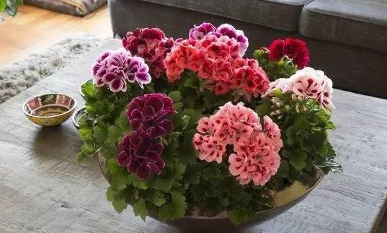18种不宜在室内摆放的植物 这些花是不合适摆在室内的