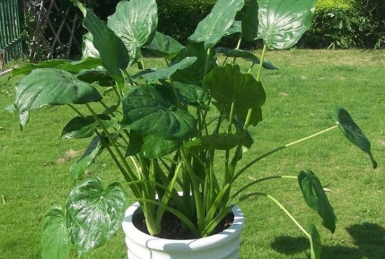 18种不宜在室内摆放的植物 这些花是不合适摆在室内的