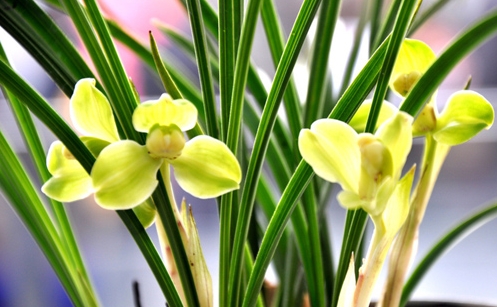 18种不宜在室内摆放的植物 这些花是不合适摆在室内的