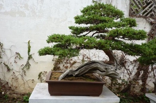 18种不宜在室内摆放的植物 这些花是不合适摆在室内的