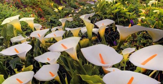 18种不宜在室内摆放的植物 这些花是不合适摆在室内的