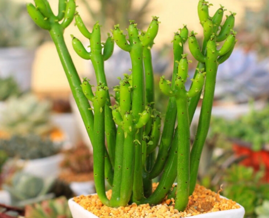 18种不宜在室内摆放的植物 这些花是不合适摆在室内的