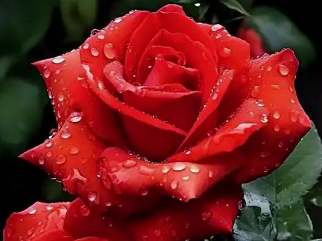 玫瑰花的花语和寓意