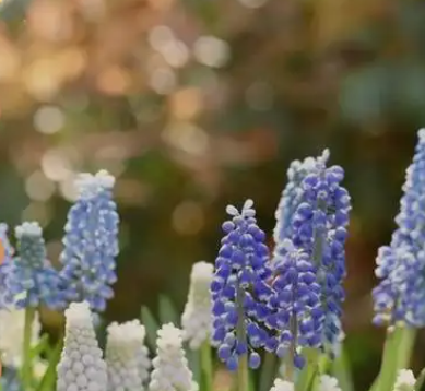 风信子的花语是什么