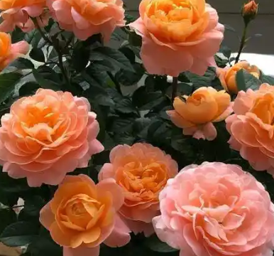 月季花的功效与作用