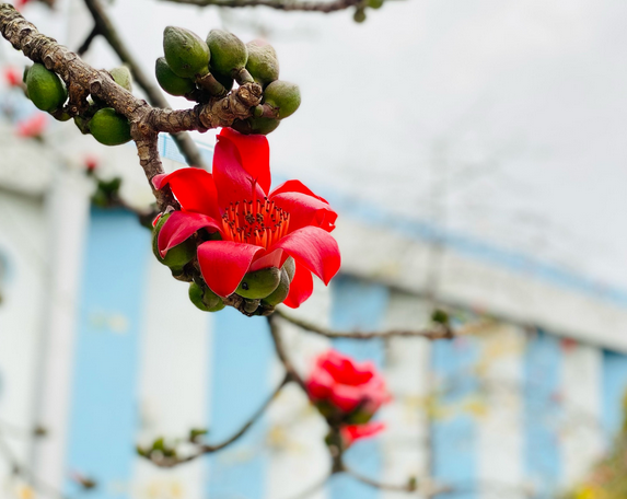 木棉花的花语是什么