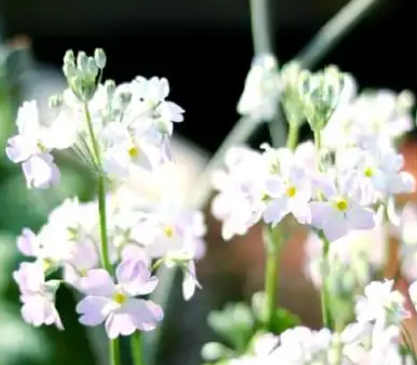 樱花草的花语