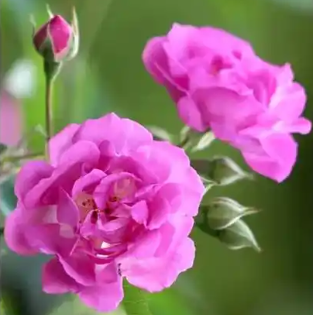 蔷薇花的花语