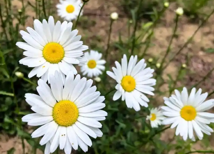 雏菊的花语