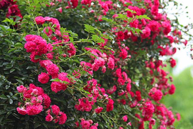 红木香蔷薇长多久开花 需要生长2-3年的时间
