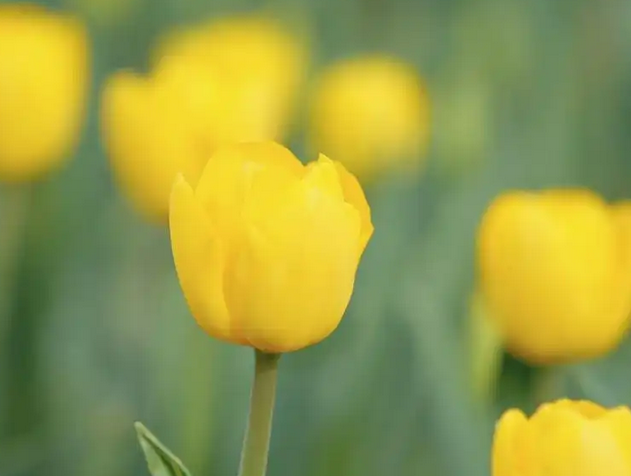 郁金香的花语