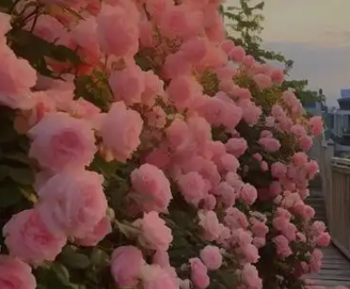 粉玫瑰花语是什么意思