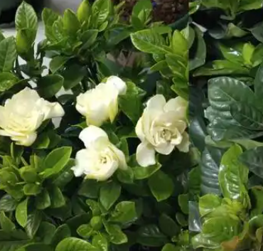 栀子花叶子发黄干枯掉叶子怎么办