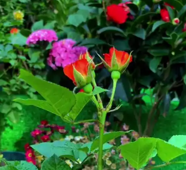 月季花叶子发黄枯萎是怎么回事