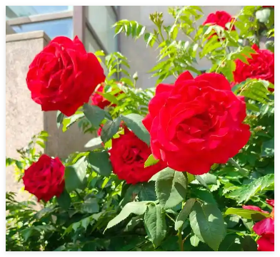 蔷薇花什么时候开