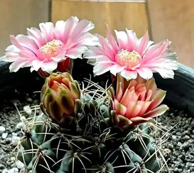 仙人掌的花语