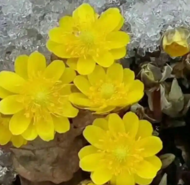 冰凌花的花语