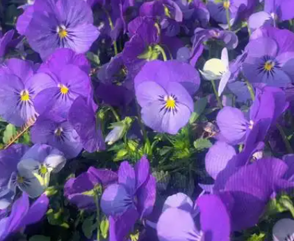 三色堇的花语