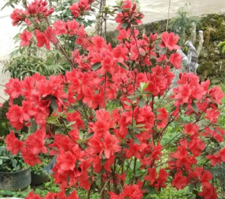 杜鹃花什么时候开