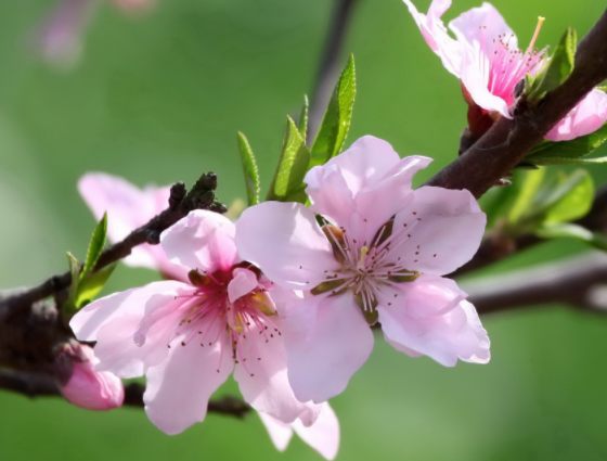 桃树适合种在院子里吗 开花的时候很美观