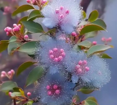 蓝桉的花语